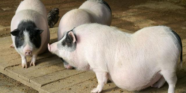 九問非洲豬瘟：農業農村部首次召開新聞發布會介紹相關情況