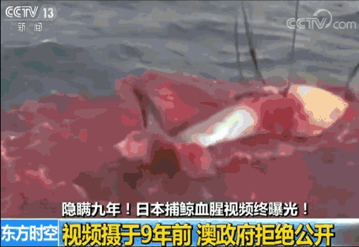 重啟商業(yè)捕鯨、準備軍事擴張，日本趁亂渾水摸魚？