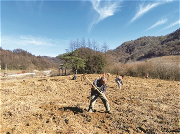 采收藥材。通訊員雷騰供圖