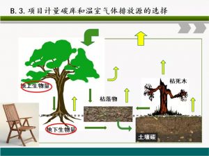 信樹碳匯-林業(yè)碳匯項目開發(fā)流程及案例