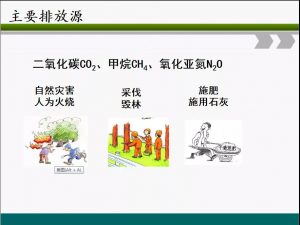 信樹碳匯-林業(yè)碳匯項目開發(fā)流程及案例