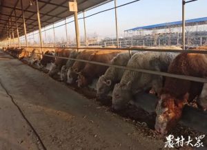 嘉祥魯牧養殖有限公司